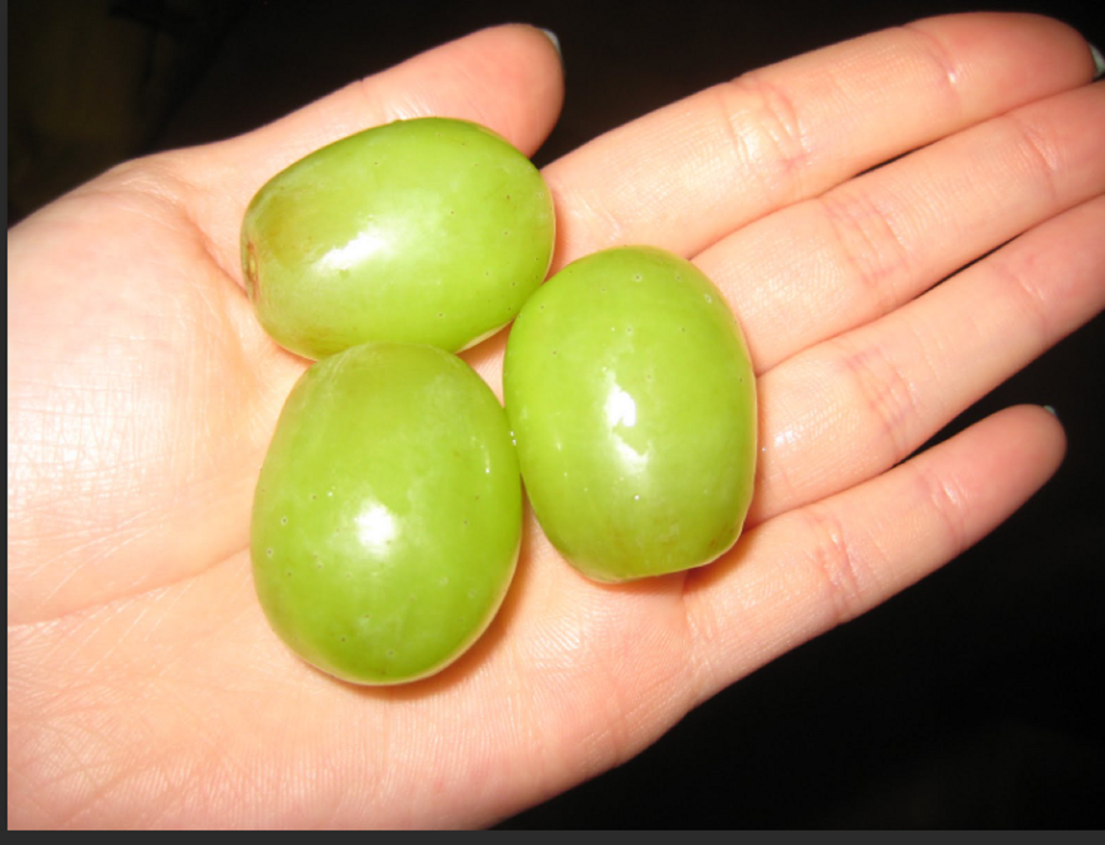 RARE JUMBO GREEN GRAPE Fruit 10 SEEDS -Combined Shipping