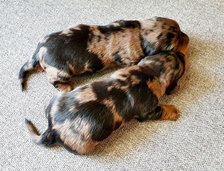 Miniature Dapple Dachshund Dogs Puppies Gumtree Australia