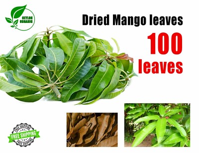 ORGANIC Dried Mango leaves Quality Pure Leaf For Tea 100 leafs 