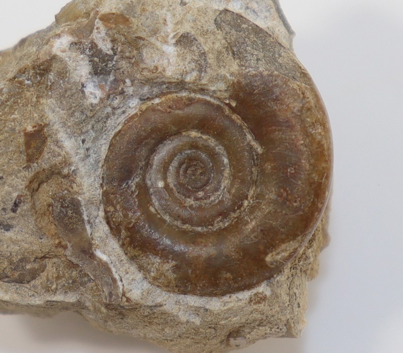 Goniatite, Kosmoclymenia Sp., Devon, Famenne, Herdringen, Deutschland -K272