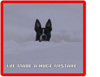 Funny Boston Terrier In Deep Snow Refrigerator Magnet Gift Card Insert