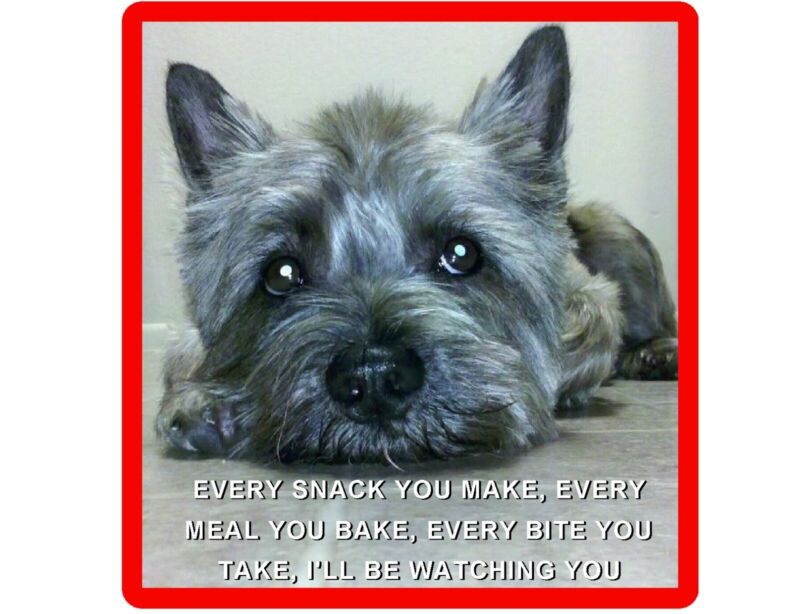Funny Dog Cairn Terrier Watching You Refrigerator / Magnet Gift Card Insert