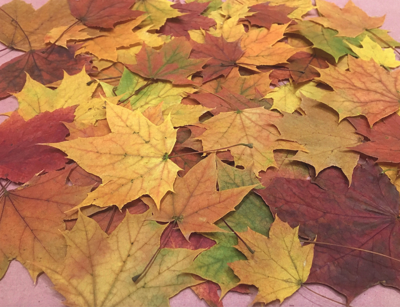Maple leaves - Real pressed autumn foliage Fall class project -resin clay copper