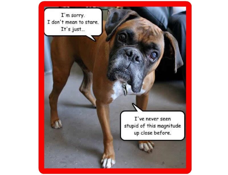 Funny Dog Boxer Stupid Refrigerator / Tool  Box / Locker  Magnet Gift Card Item