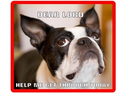 Funny Boston Terrier Dear Lord Refrigerator Magnet Gift Card Insert