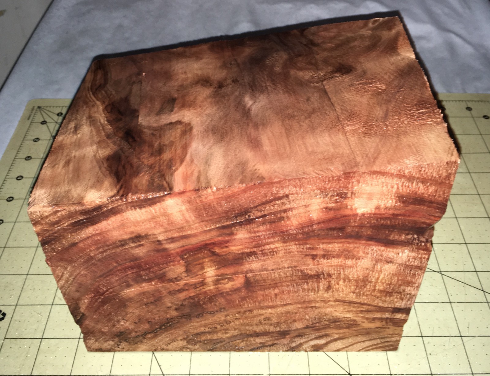 Hawaiian Aromatic CURLY SUGI Pine Japanese Cedar~5 1/4