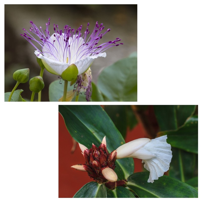 Samen Kapernstrauch Und SchÃ¶Ner Spiralingwer - Zwei UngewÃ¶Hnliche SchÃ¶Nheiten