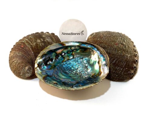 Green Abalone Sea Shell One Side Polished Beach Craft 6" - 7" (14 pcs) #JC-018