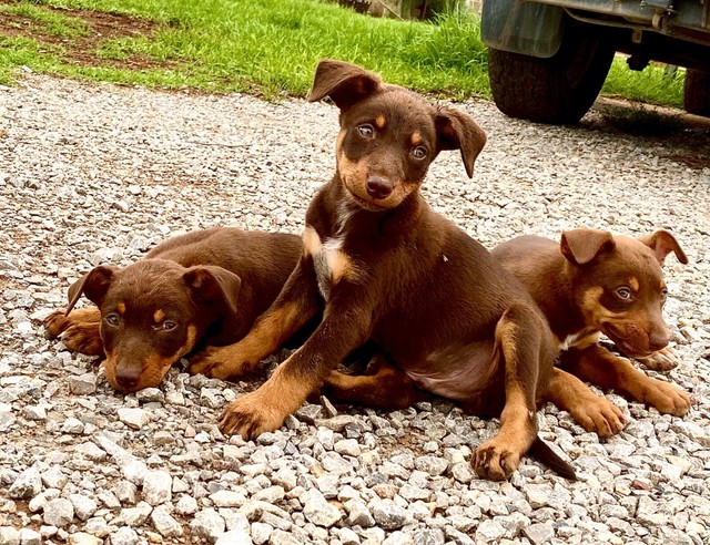 Kelpie Pups for Sale | Dogs & Puppies | Gumtree Australia ...