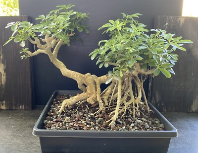 Dwarf Hawaiian umbrella bonsai Exposed roots Aerial roots