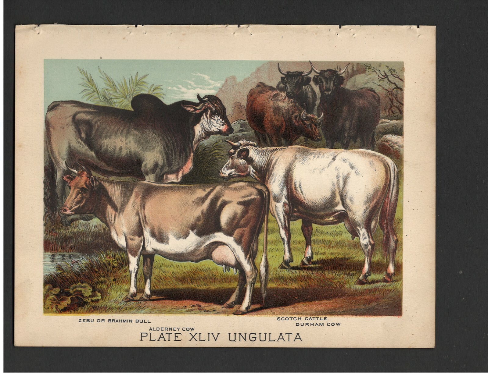 邦楽 COW COW was INNOCENT. Antique Color Print (1880) – Zebu, Alderney Cow, Scotch