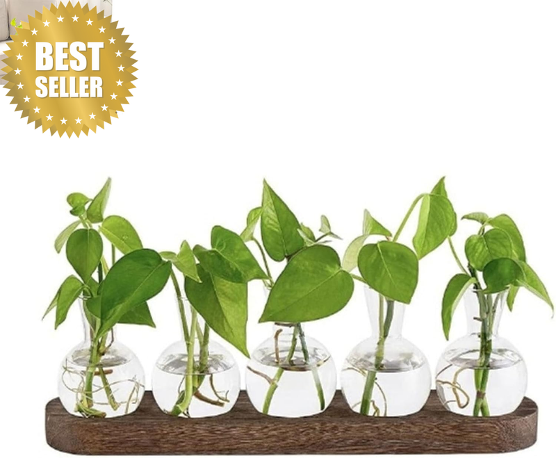 Propagation Stations,Plant Desktop Propagation Terrarium with Wooden Stand,Glass