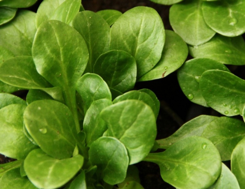 1.000 Graines De Mache Verte De Cambrai Non TraitéEs - Doucette VariéTé D'Hiver