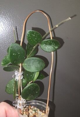  Hoya Mathilde Light Splash Rooted Healthy Starter