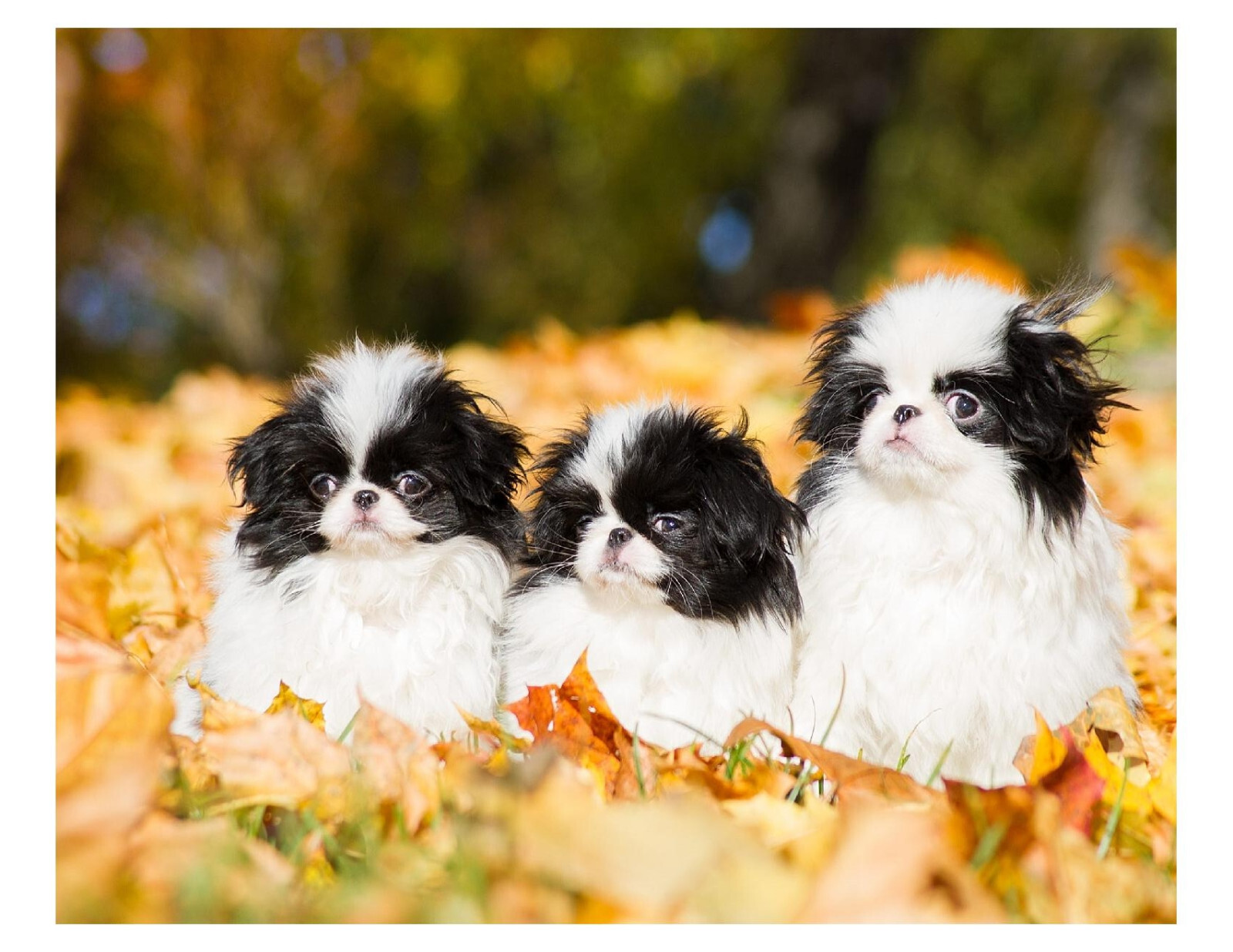 Japanese Chin Sneakers Japanese Chin Sneakers