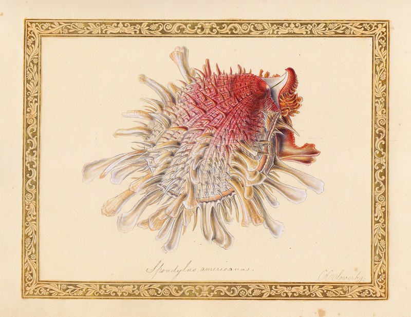 George Brettingham Sowerby, Spondylus Americanus, Mischtechnik, Um 1850