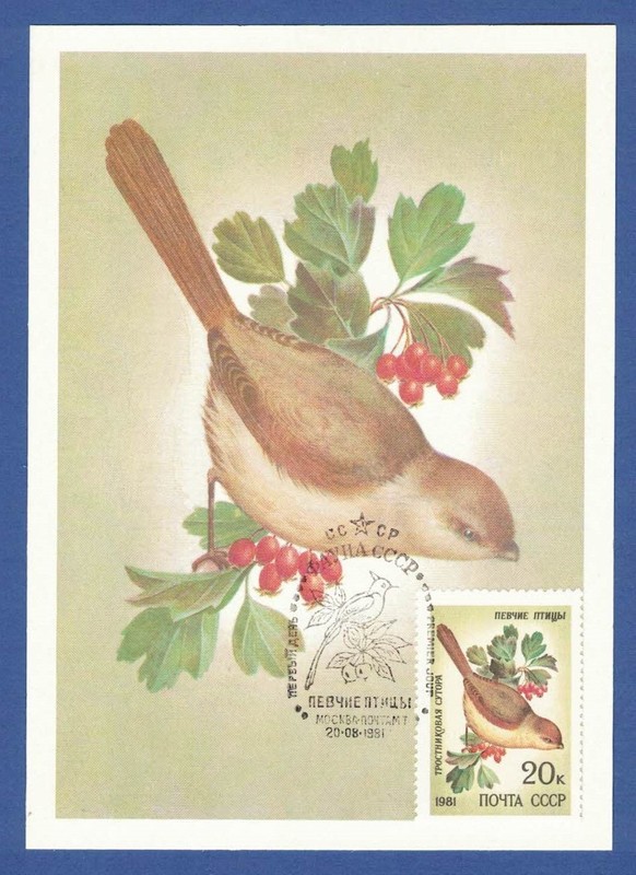 Sowjetunion 1981, Maximumkarte SingvöGel, Braunkopf-Papageimeise