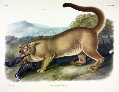 Cougar Panther Puma Audubon Mammal Animal Zoology Illustration Poster Print