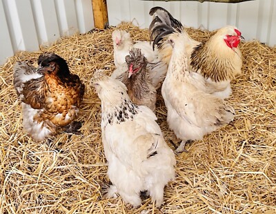 Bruteier - Seidenhuhn X Riesenbrahma Outcross F1