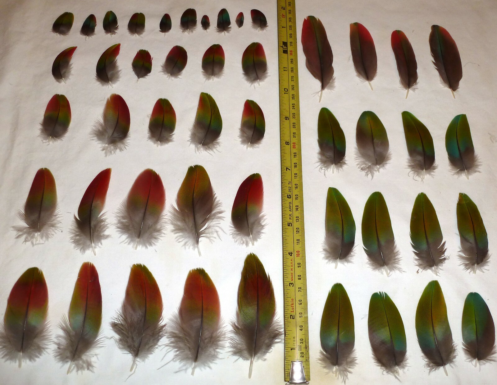 47 Macaw Green wing Macaw Multi-color feathers, Beautiful, Great condition Nice!