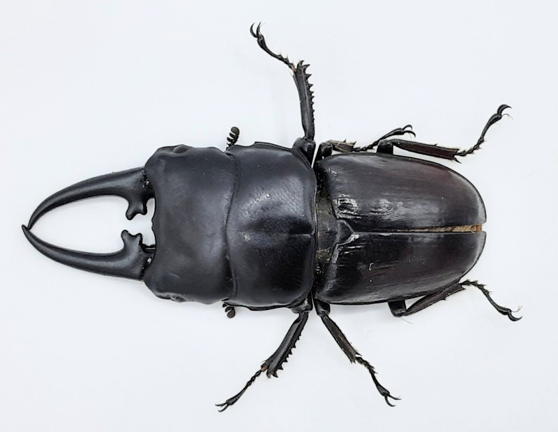 Serrognathus Hyperion Idei, A1, 58+ Mm, Myanmar, #Ld249