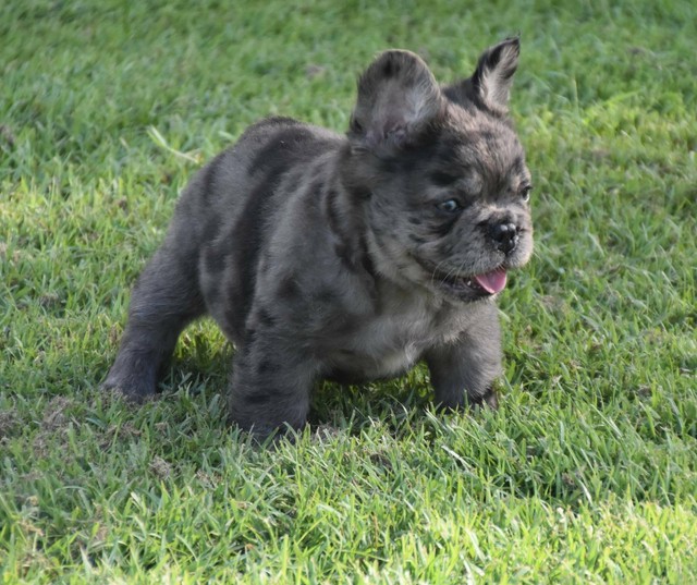 Fluffy French Bulldog pup | Dogs & Puppies | Gumtree Australia Logan