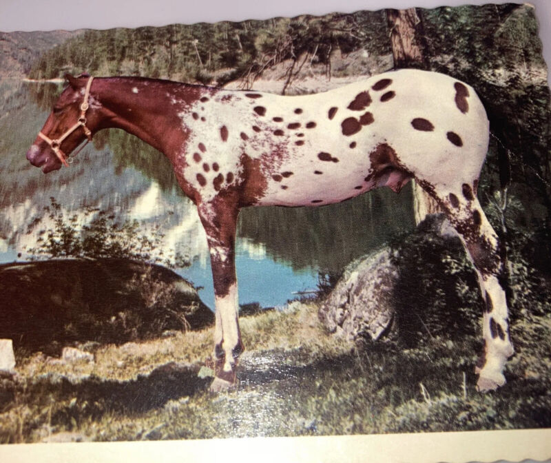 Appaloosa Stallion Horse chrome Sorrel W Full Blanket 4 ” X  6” Scalloped Edges