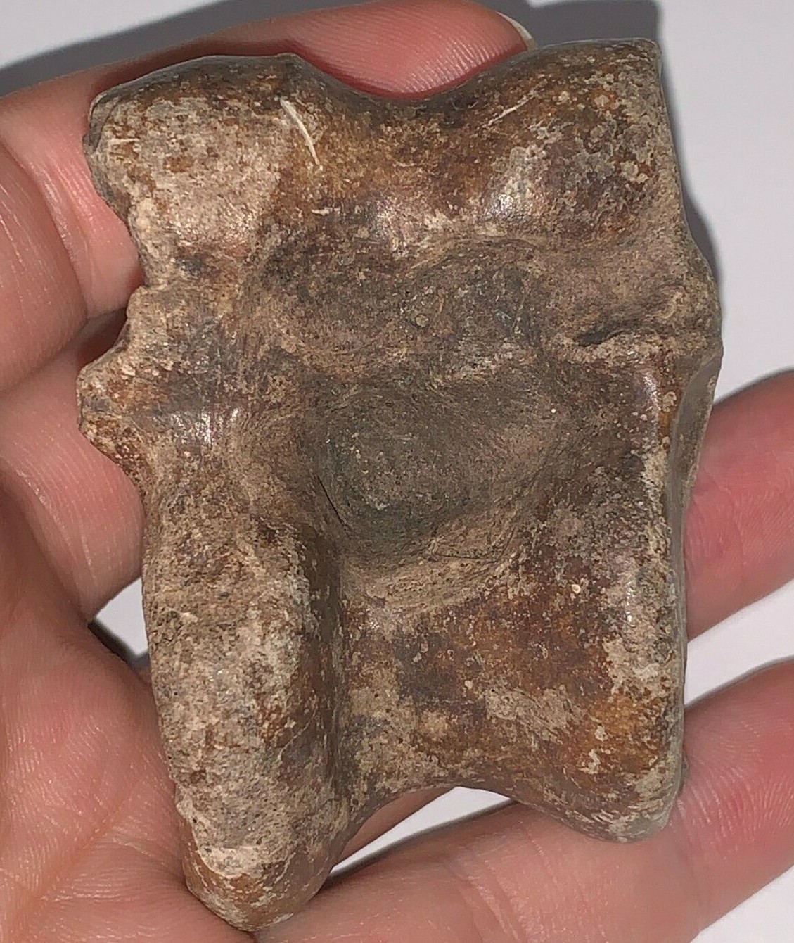 Ice Age Fossil Camel Astragalus Ankle Bone from the Pleistocene of