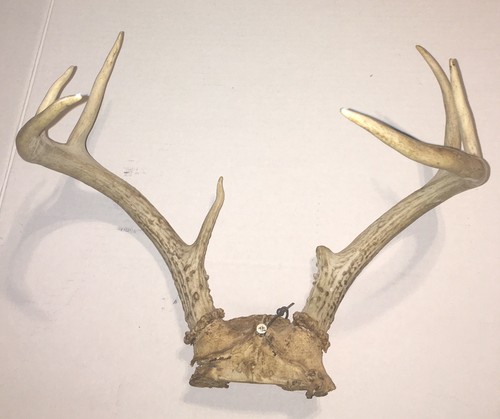 Deer Rack Approximately 11”X 14” with One Point Broken