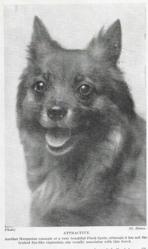 Finnish Spitz - 1934 Vintage Dog Art "Photo" Print - CUSTOM MATTED 