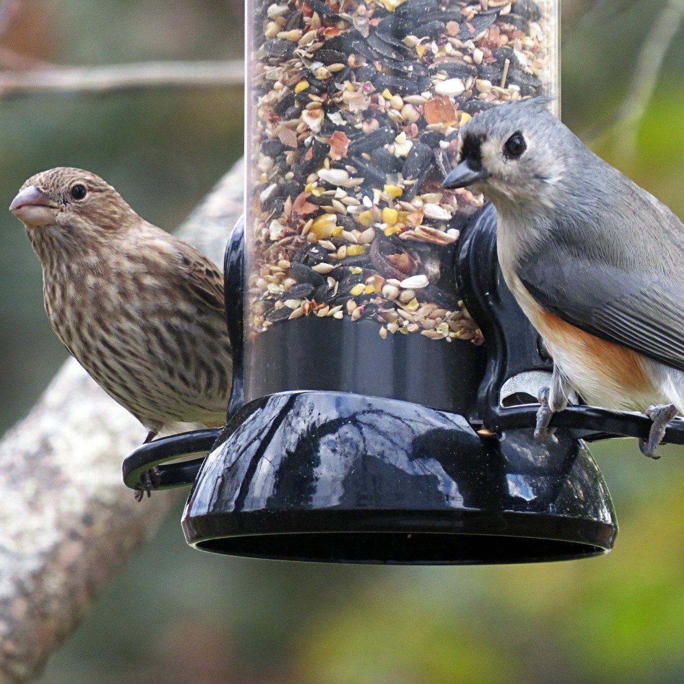 Droll Yankees, Inc CC18S 18-Inch Onyx Sunflower Tube Bird Feeder