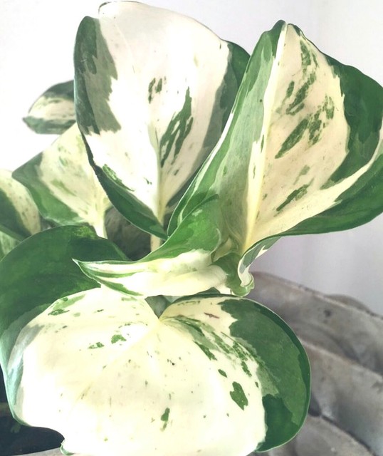 RARE Variegated Manjula Pothos Plants Gumtree Australia Melbourne