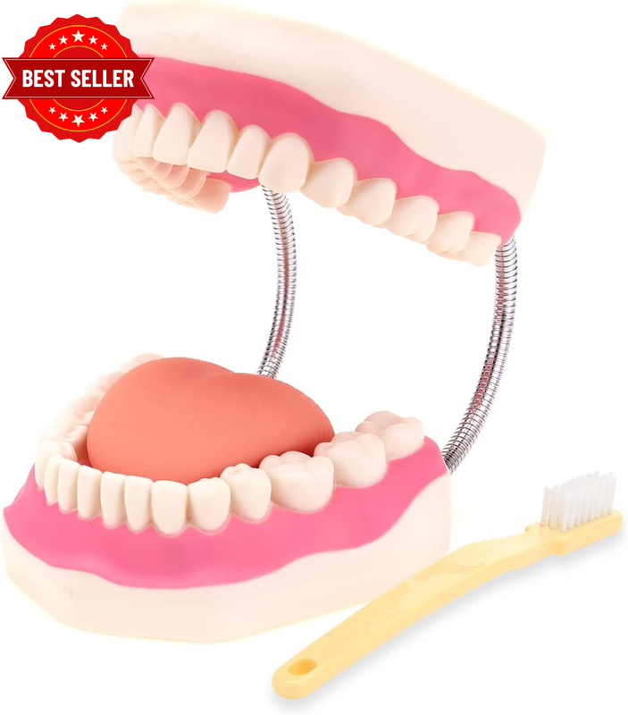 Dental Teeth Care Model - Mouth Model for Speech Therapy, Enlarged 6 Times Stand