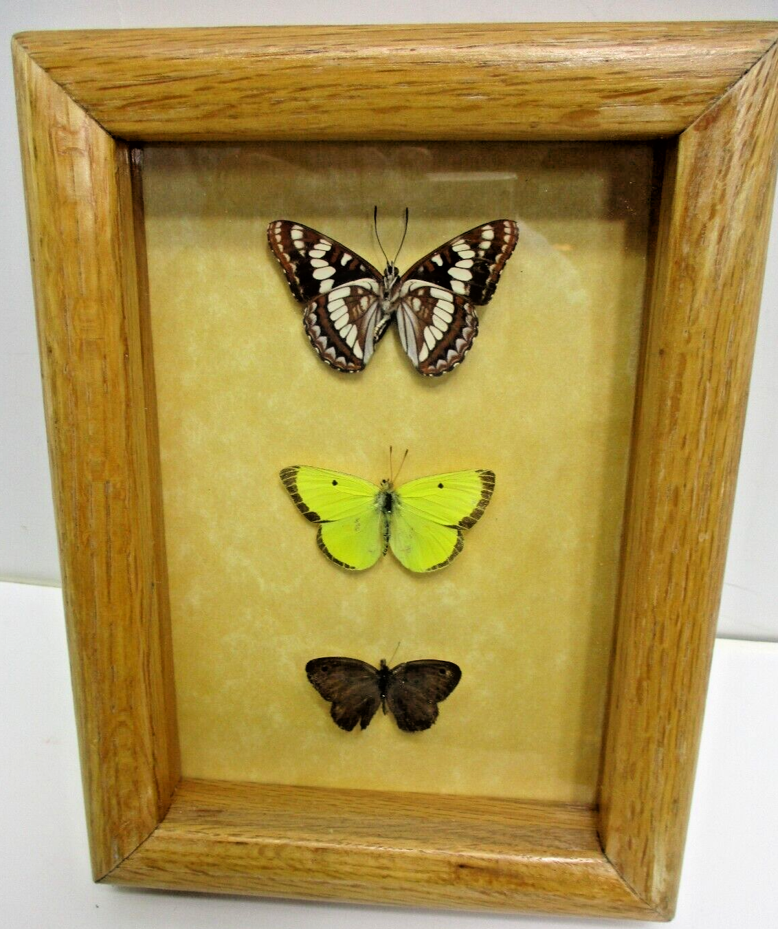 Real Butterfly Mounts in shadow box - Hand mounted by Montana craftsman