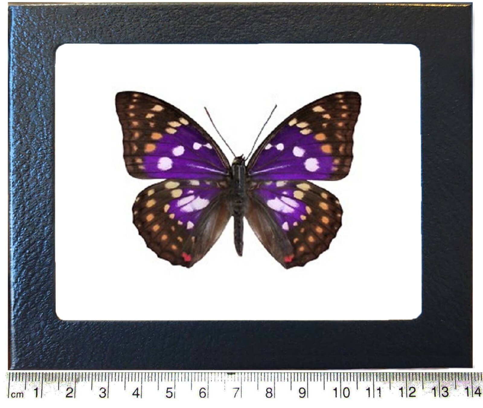 洋書 Butterflies from China, Japan, and Corea File:Butterflies from China, Japan, and Corea (19142212478