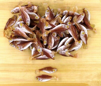 (100) Luck-E-Strike Shad Minnow Swimbait 2'' Brown Bulk Lot Brand New