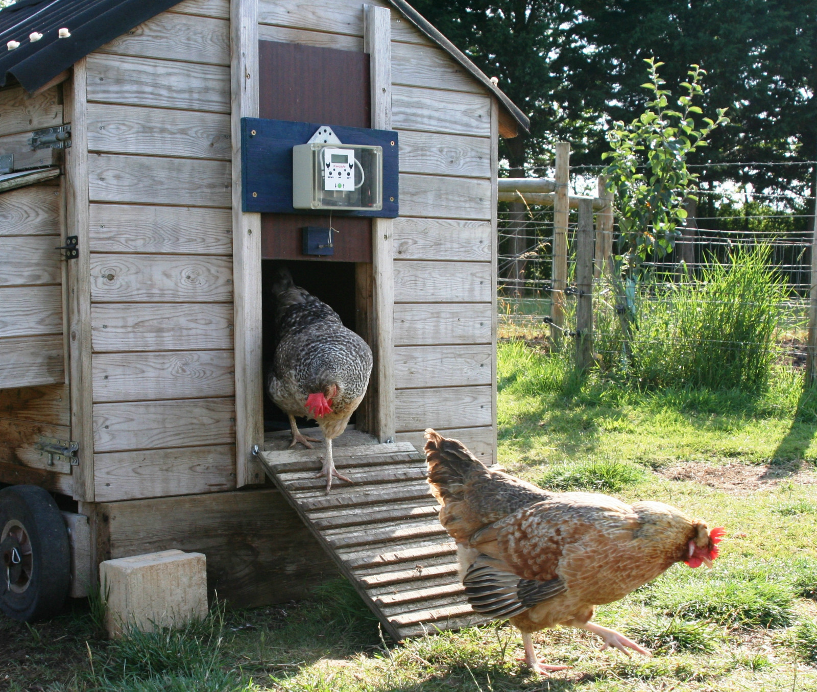 Automatic Chicken Coop Door Opener Hen House Poultry, Heavy Gear Motor ... - $(KGrHqJ,!mIFICgG+G+!BSBgHshknQ~~60 57