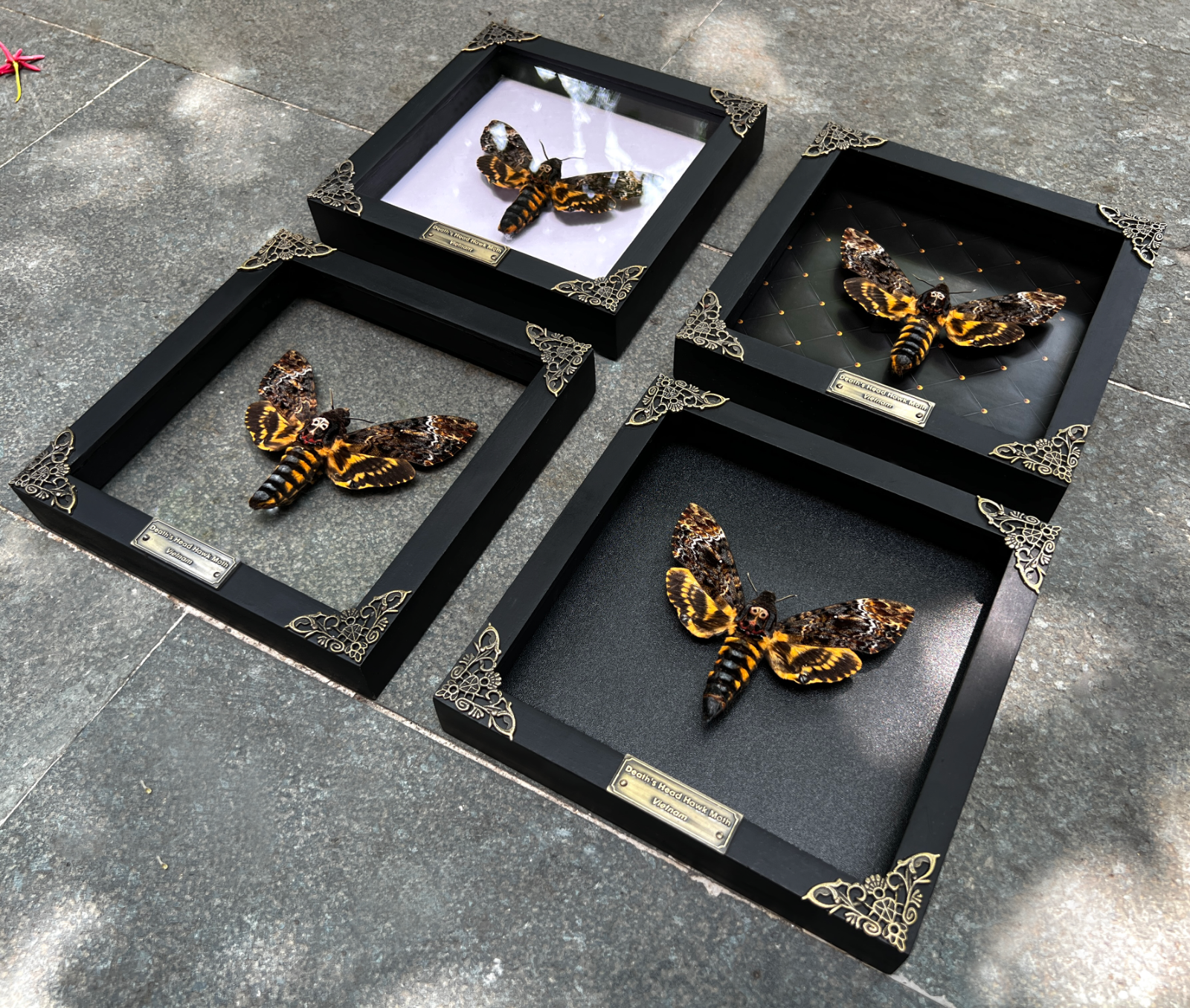 Real Death Head Moth Skull Acherontia Butterfly Insect Frame Taxidermy Taxadermy