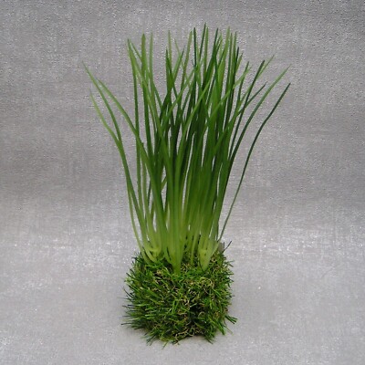 Gilde Gras Deko Grasbündel auf Grassockel stehend 24 cm Frühling Sommer 