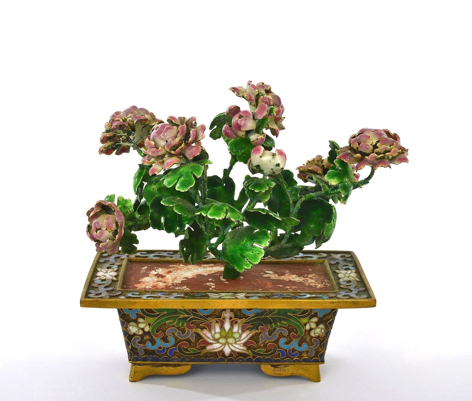 Jade Tree for sale | eBay