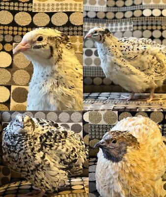 110 + Jumbo Coturnix Quail Fertile Hatching Eggs: Pearl, Texas A&M XXL White...