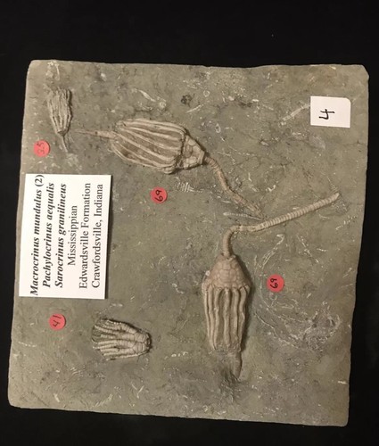Splendid Four Crinoid, Three Species Crawfordsville Crinoid Fossil