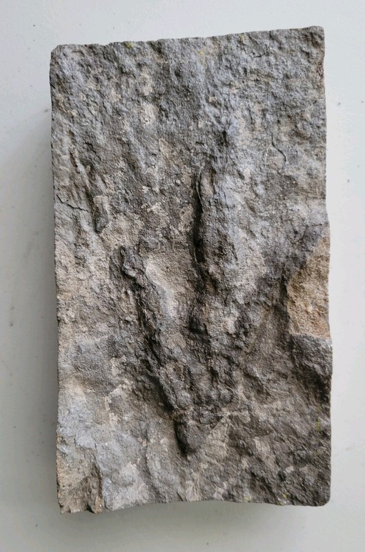 Dinosaur Footprint Fossil Jurassic Grallator Theropod with COA