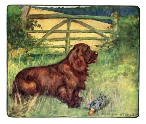 1906 Antique SUSSEX SPANIEL Print Vernon Stokes Dog Art Illustration 4117b
