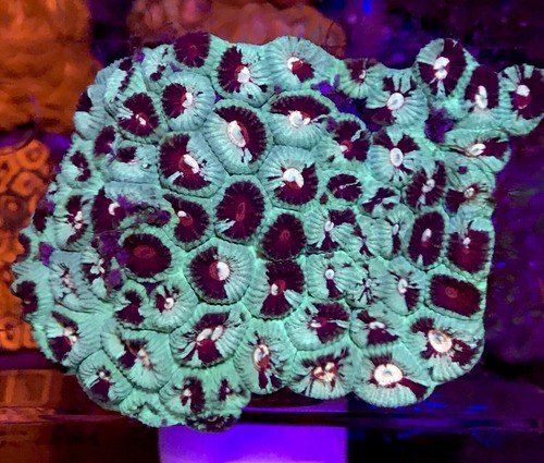 Strawberry Fields Favia Coral Colony WYSIWYG Live Coral Ultra 4-5”