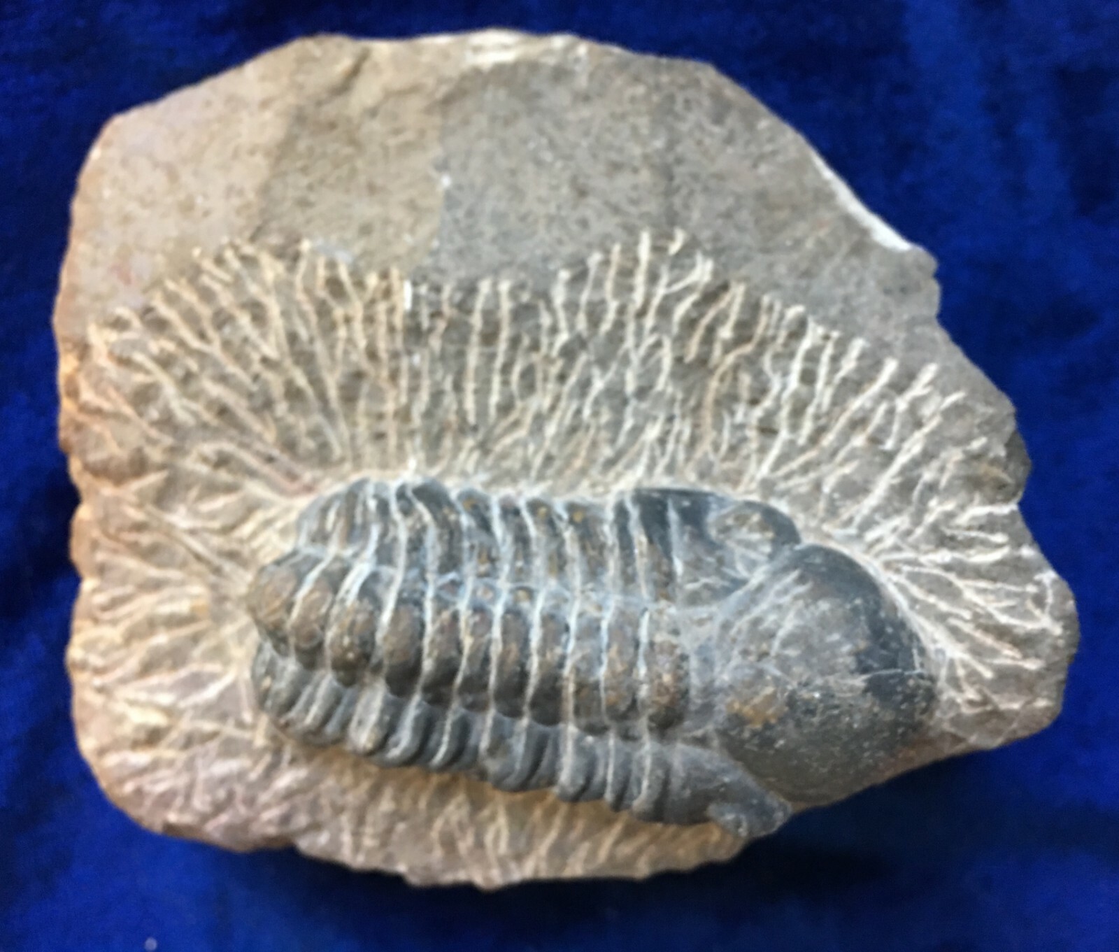 Trilobite fossil  DROTOPS ARMATUS Middle Devonian Trilobite