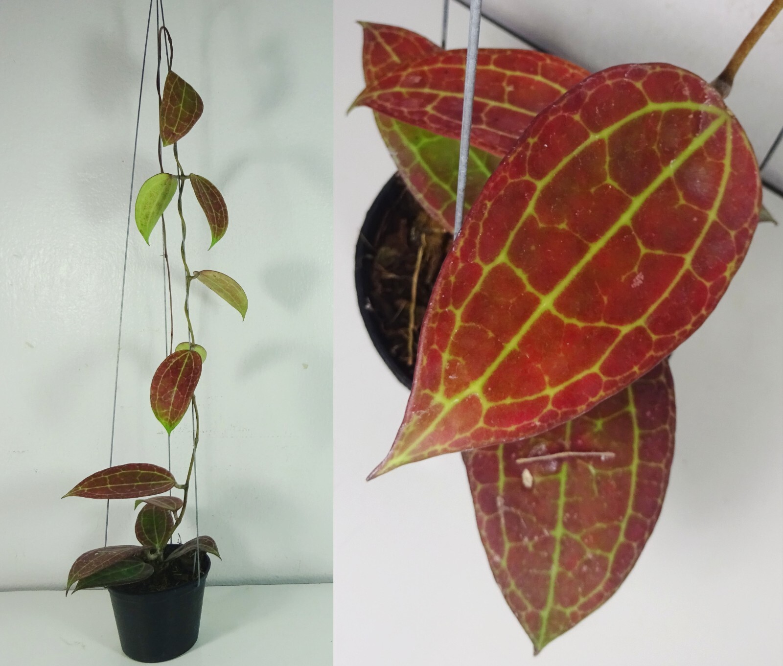Hoya sp. IV From WMZ 'Red Leaves' 18 Inches Plant, RARE | eBay Hoya sp. IV From WMZ 'Red Leaves' 18 Inches Plant, RARE | eBay