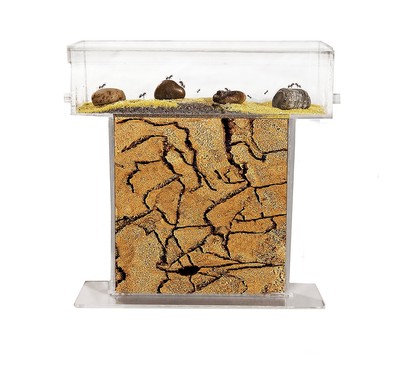 Ant Farm T with free Ants and Queen - Educational formicarium for LIVE ants … 