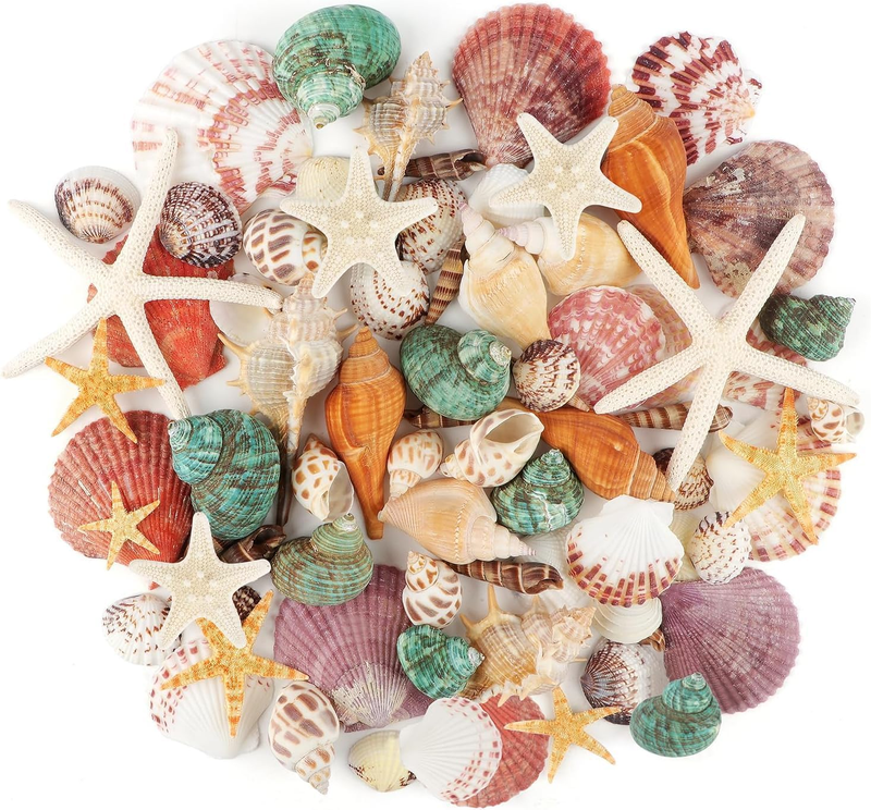 200G Sea Shells Bulk Mixed Ocean Beach Seashells for Kids, Various Sizes Natural
