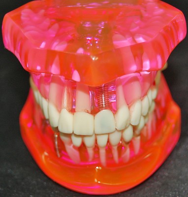 REDLAND Dental Demonstration Teeth Model Dentist Education & Sales -MODEL#1055